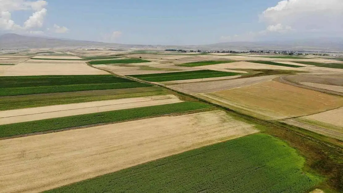 Kars'ta tarlalardan bereket fışkırdı
