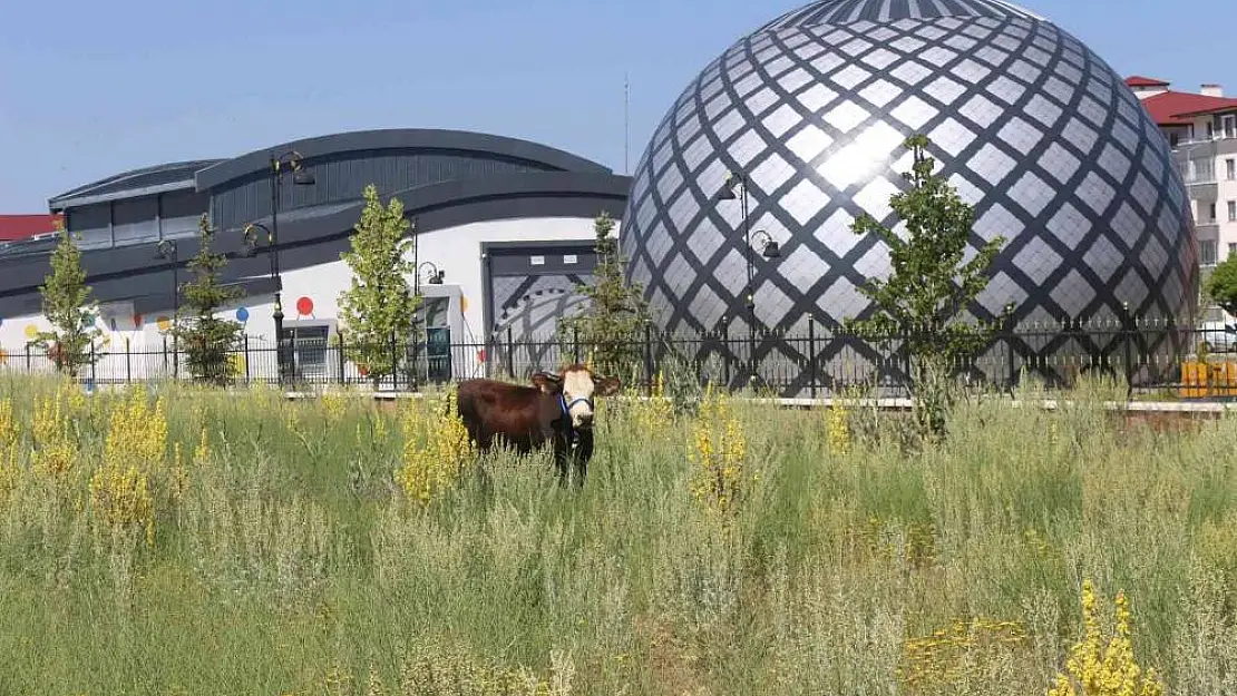 Erzurum'da kaçan kurbanlık ortalığı birbirine kattı
