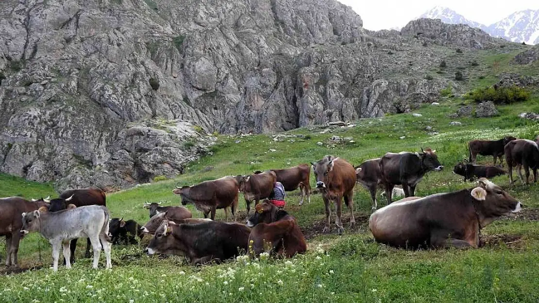 Dağ keçileriyle inek sürüsü bir arada
