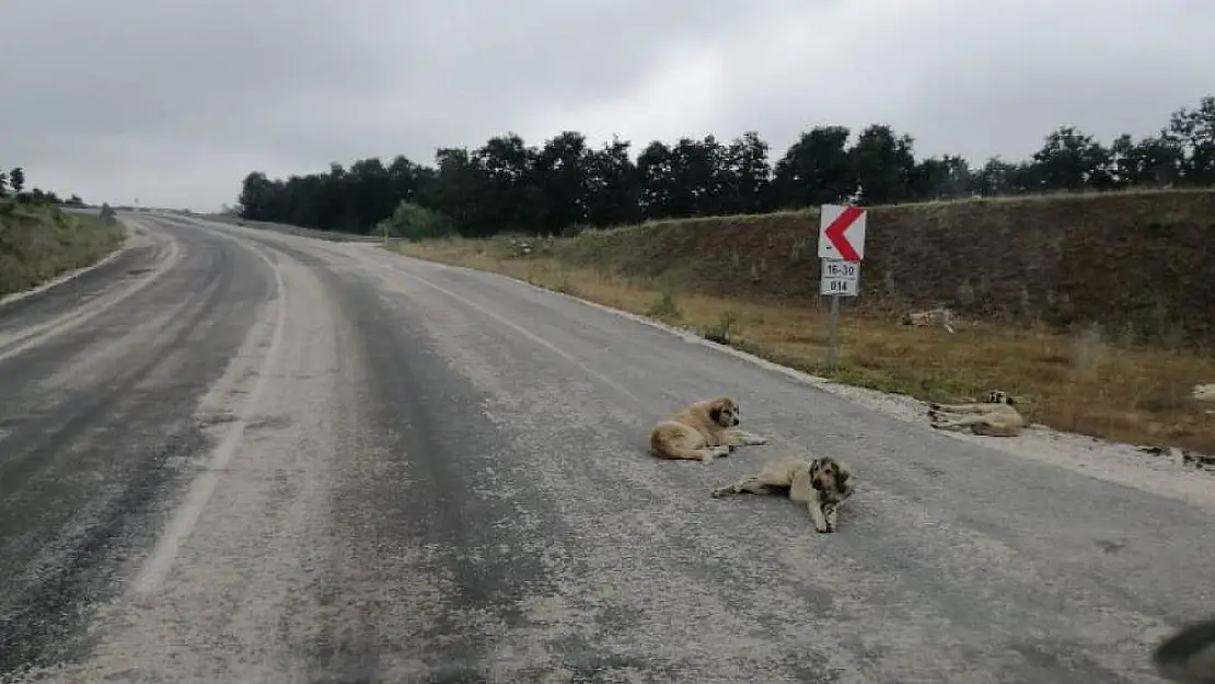 Bursa-Bilecik Pazaryeri karayolunda sürücüler zor anlar yaşıyor