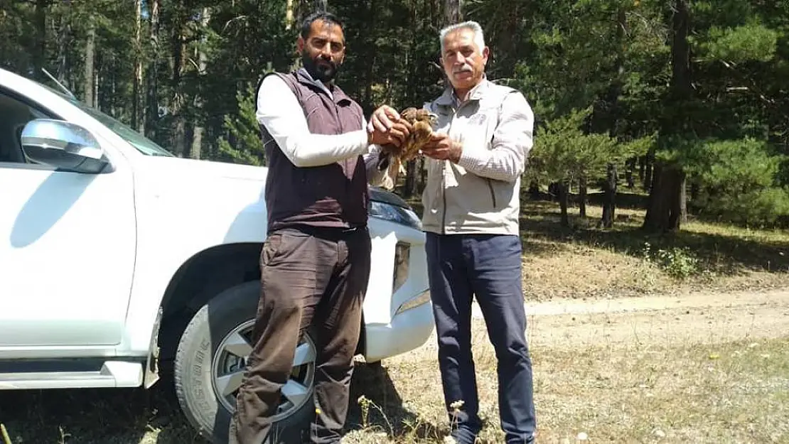 Yaralı kızıl şahin tedavi altına alındı
