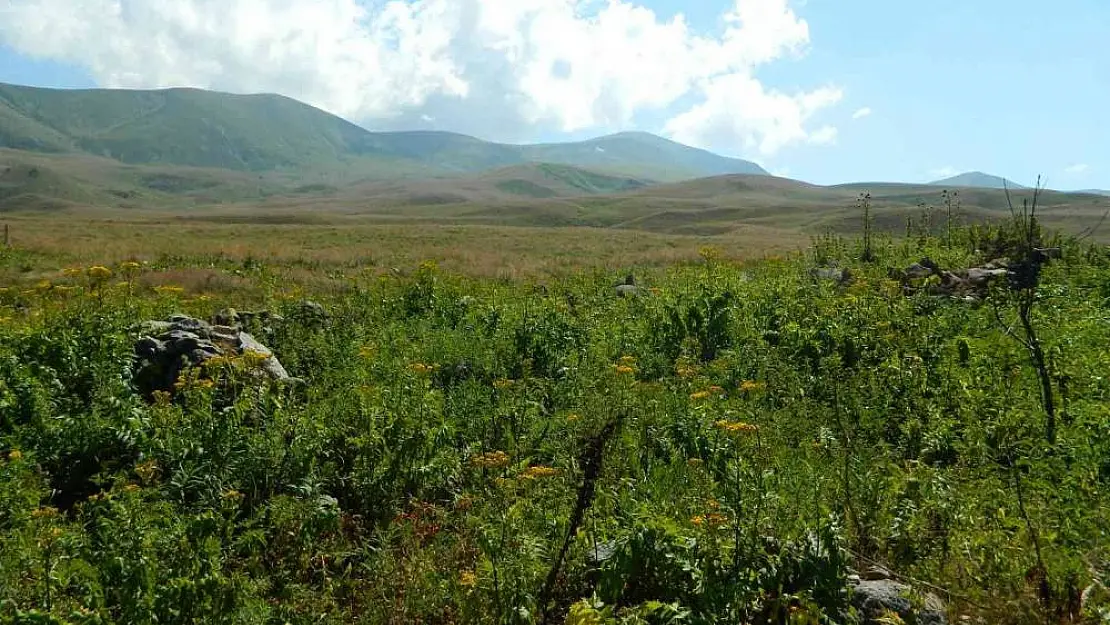 Ağustos sıcağı Posof yaylalarında kar bırakmadı
