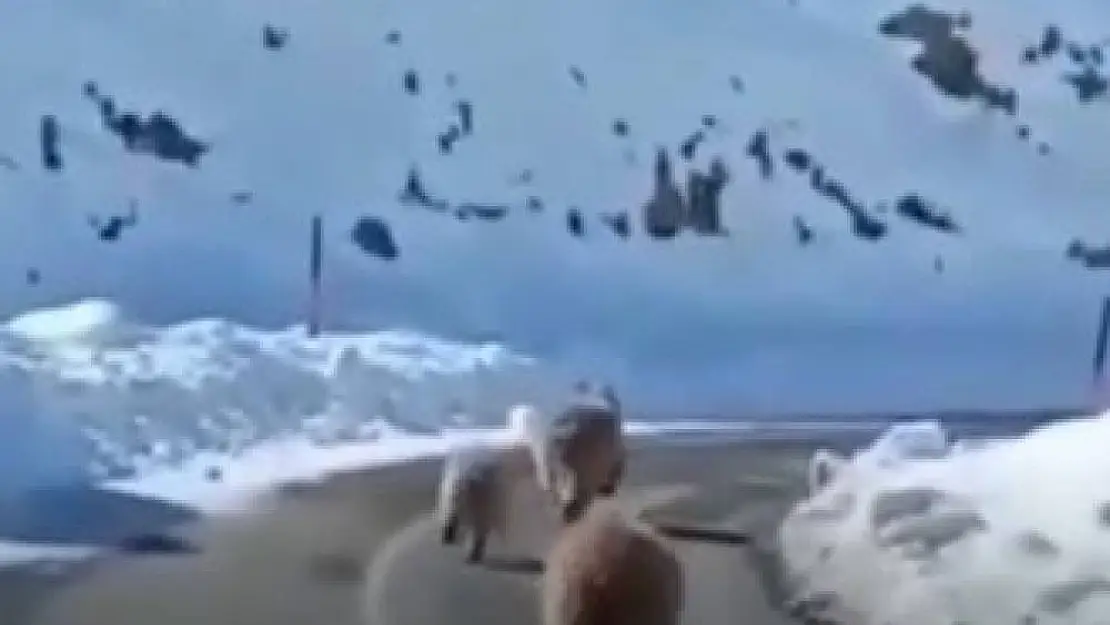 Tunceli'de kış uykusundan erken uyanmış boz ayılar görüntülendi
