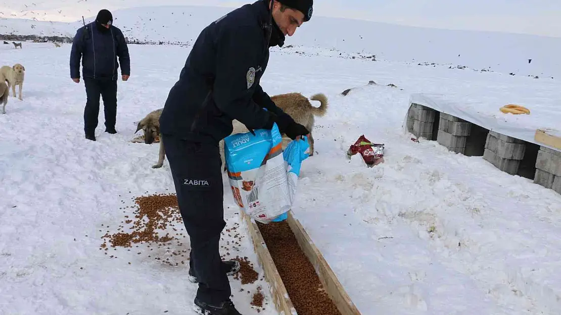 Erciş'te sokak hayvanları unutulmadı
