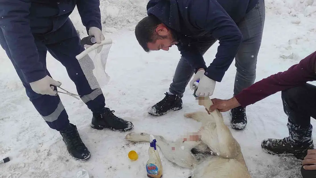 Elektrik telleriyle bağlanarak ölüme terk edilen köpekleri belediye ekipleri kurtardı
