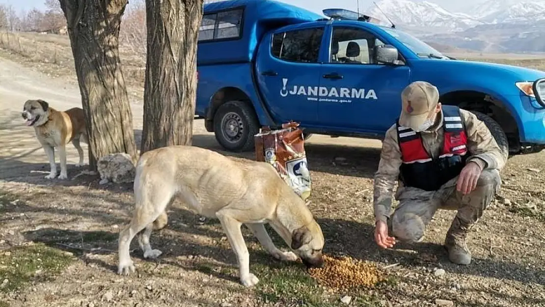 Jandarmadan sokak hayvanlarına mama desteği
