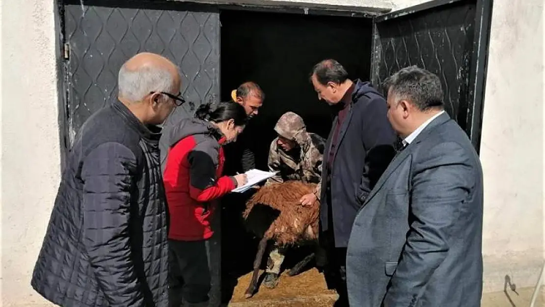 Iğdır'daki küçükbaş hayvan tespiti yapılıyor
