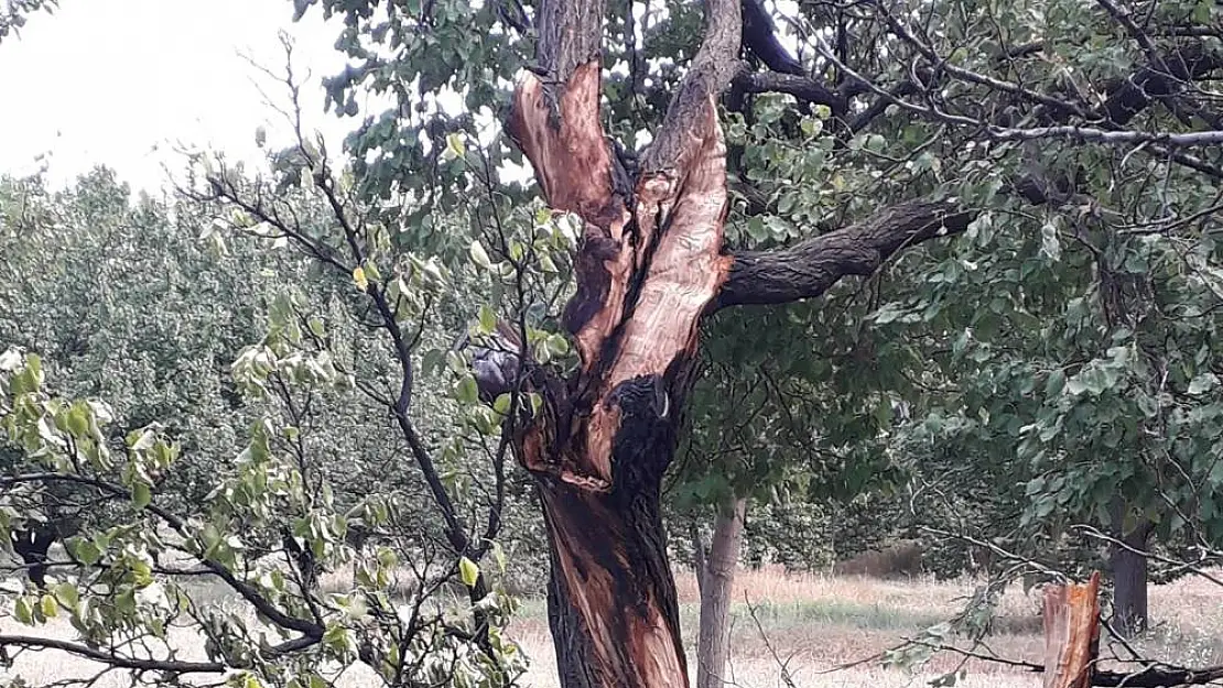 Yıldırımın düştüğü ağaç paramparça oldu
