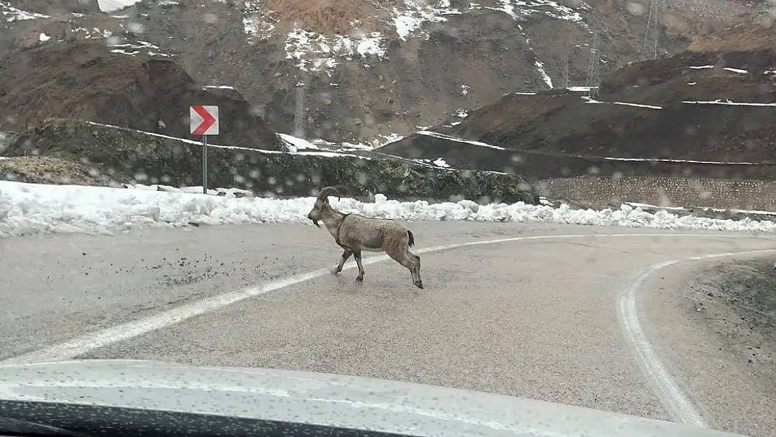 Dağ keçileri karayoluna indi
