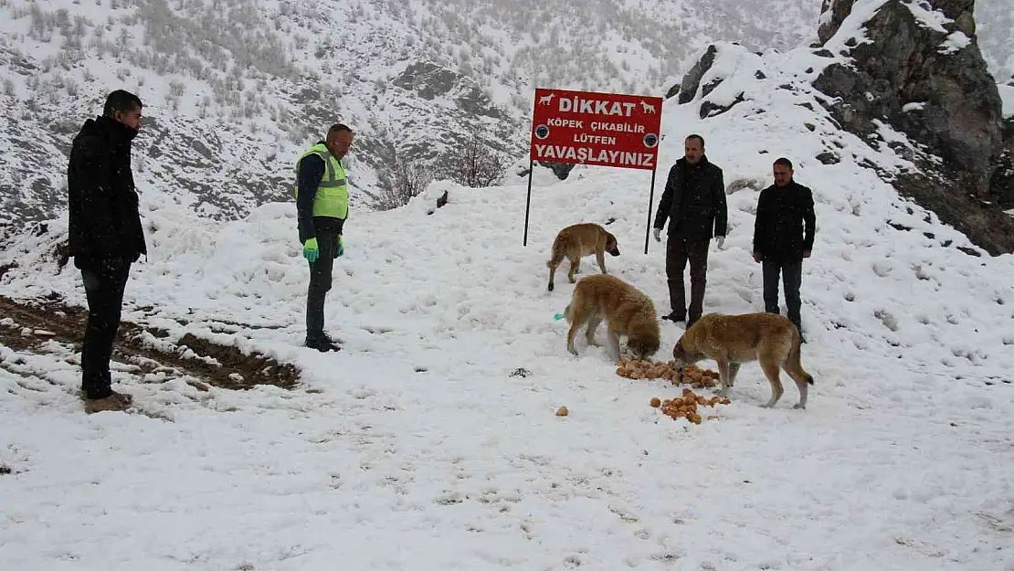 Şemdinli'de sokak hayvanları unutulmadı
