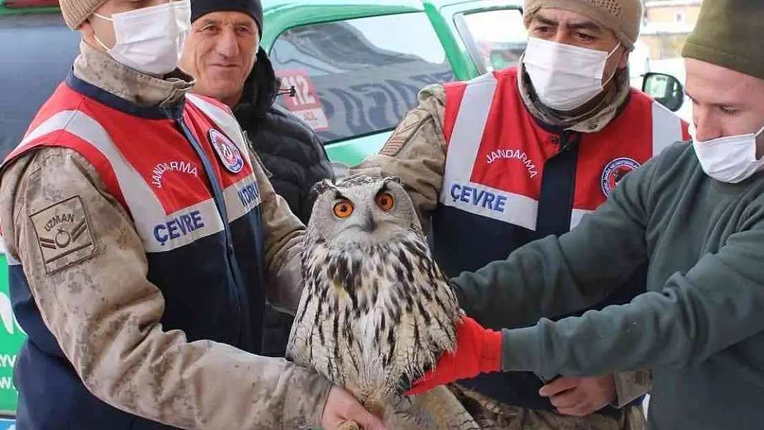 Yaralı ve donmak üzere olan Puhu kuşu tedavi altına alındı
