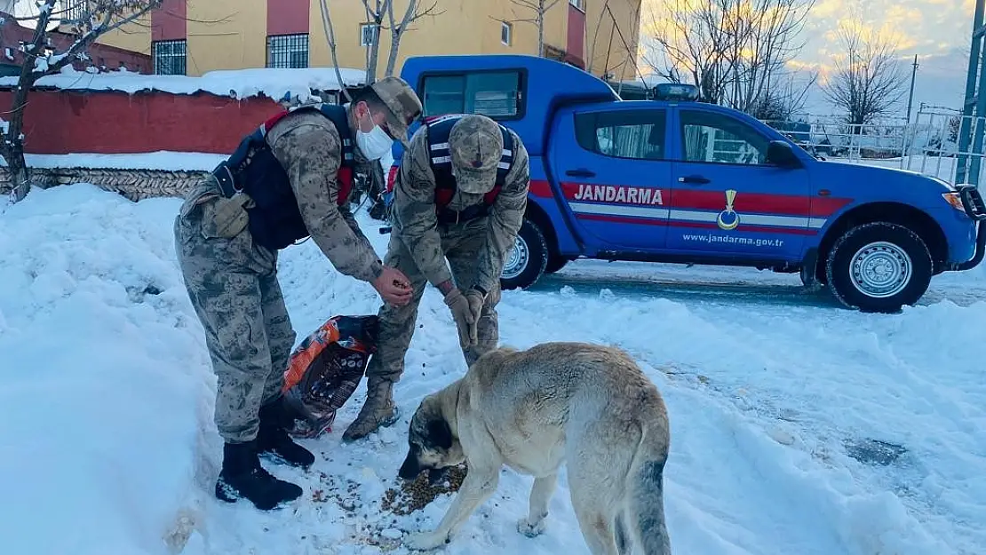 Sokak hayvanlarına güvenlik güçlerinden şefkat
