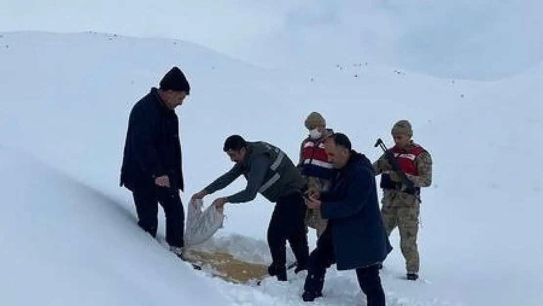 Muş'ta yaban hayvanlarına yem desteği
