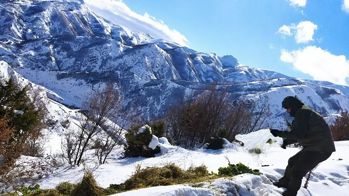 Bingöl'de yaban hayvanlarını yemleme çalışmaları sürüyor
