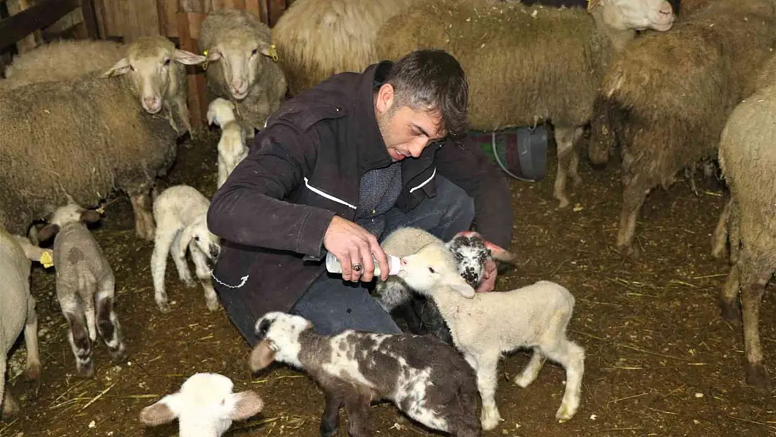 Doğumdan sonra anneleri ölen kuzulara çocuğu gibi bakıyor
