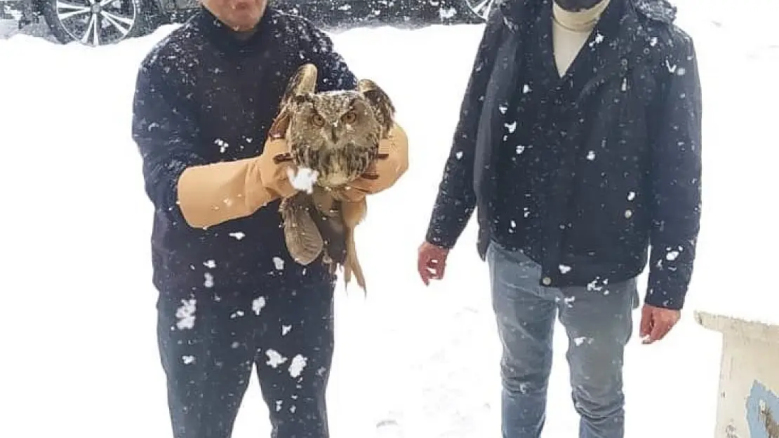 Muş'ta yaralı Puhular tedavi altına alındı
