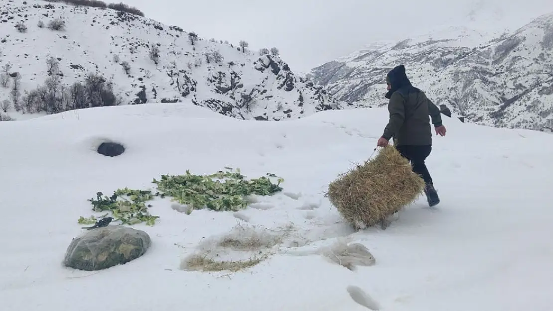 Bingöl'de Şeytan dağlarına 500 kilo yem bırakıldı
