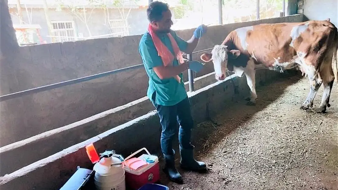 Iğdır'da suni tohumlama çalışmaları devam ediyor
