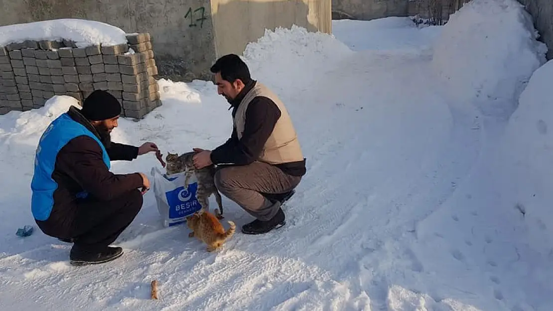 Ağrı Beşir Derneği'nden Sokak Hayvanlarına Destek Çağrısı