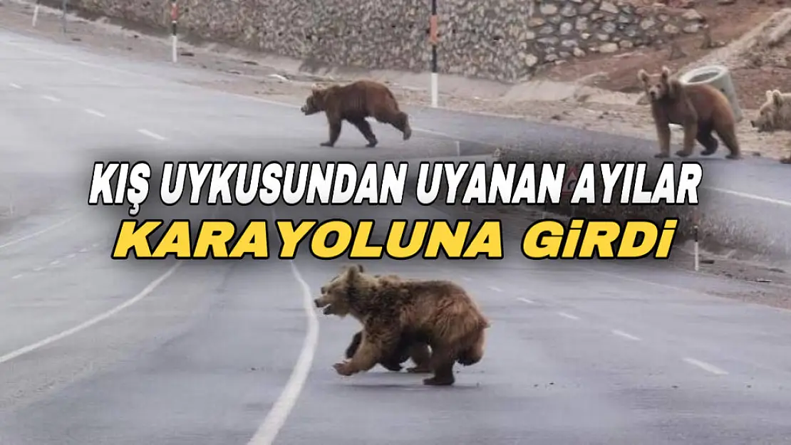 Ağrı - Çaldıran karayoluna 'kış uykusundan uyanan ayılar' girdi