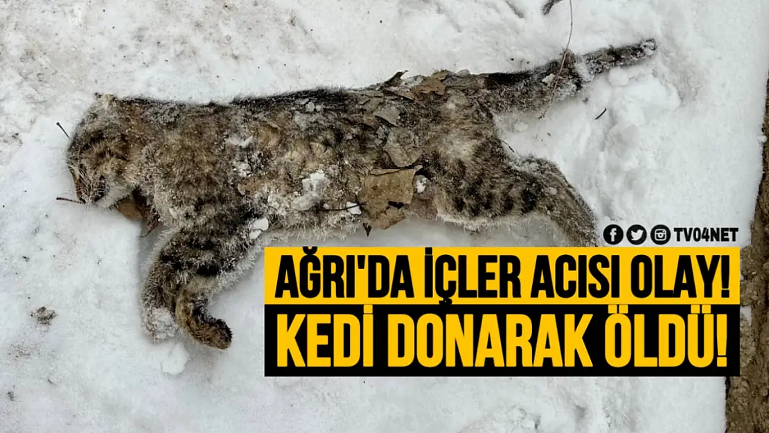 Ağrı'da Aşırı Soğuklar Nedeniyle Bir Sokak Kedisi Donarak Öldü