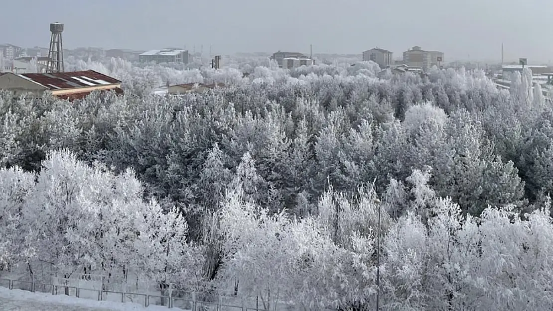 Ağrı'da Buz Tutan Ağaçlar Kırağı ile Görsel Şölen Yarattı