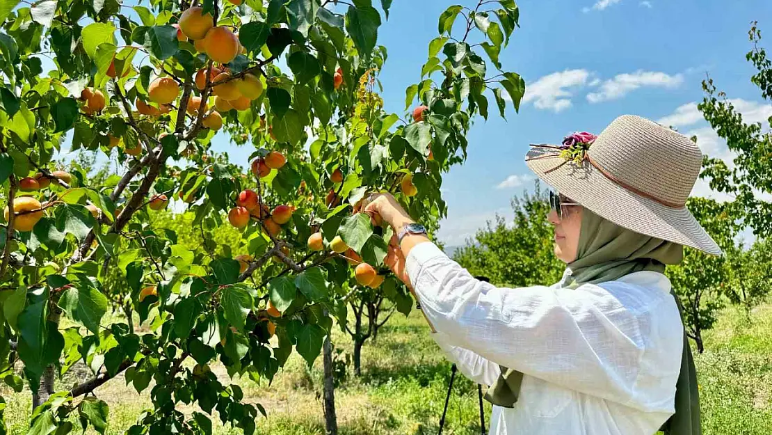 Ağrı'da çiftçi 5 bin meyve bahçesinden  6 ton kayısı hasadı yaptı