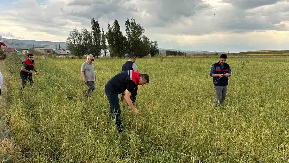 Ağrı'da dolu ekinlere vurdu, zarar tespit çalışması başlatıldı