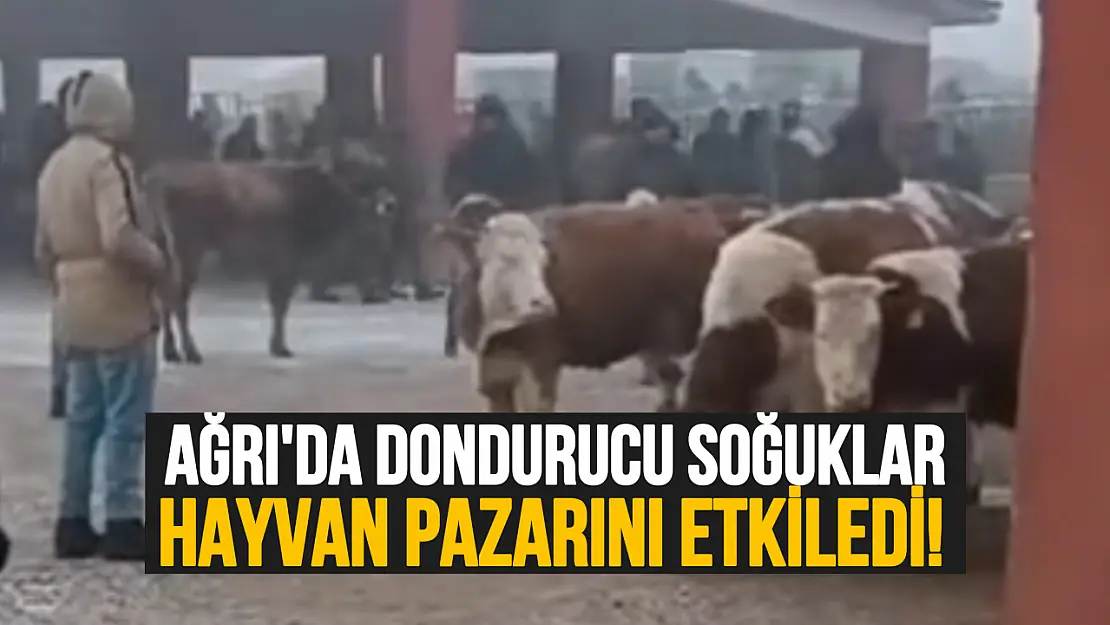 Ağrı'da Dondurucu Soğuklar Hayvan Pazarını Vurdu