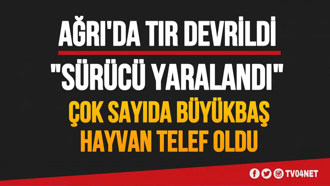 Ağrı'da Hayvan Yüklü Tır Devrildi: Sürücü Yaralı, Hayvanlar Telef Oldu