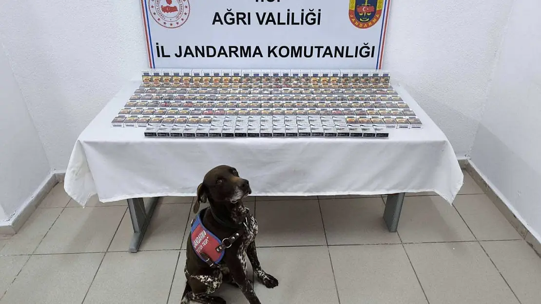 Ağrı'da Jandarmadan Kaçakçılığa Darbe: 2000 Paket Kaçak Sigara Ele Geçirildi, 8 Şüpheli Gözaltında!