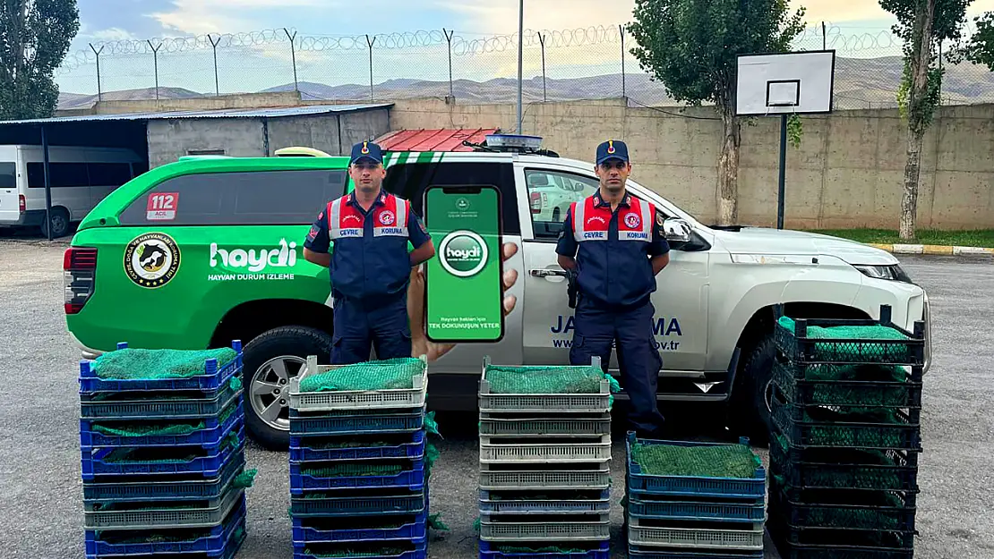 Ağrı'da kurbağa avcıları Jandarmaya yakalandı