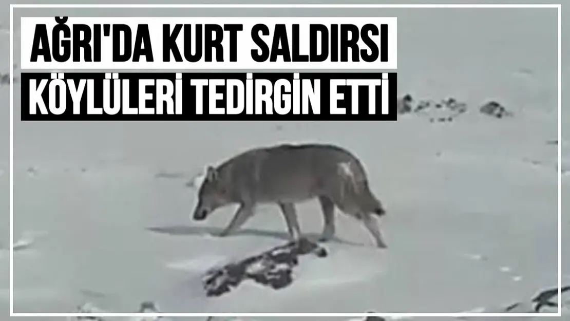 Ağrı'da Kurt Saldırısı Köy Halkını Tedirgin Etti