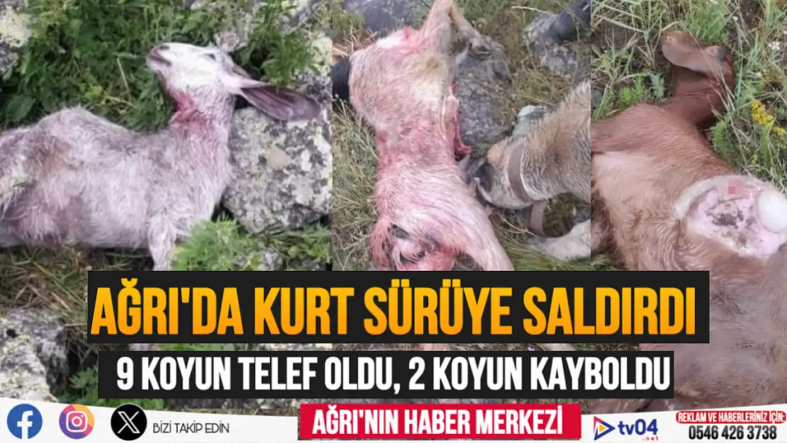 Ağrı'da kurt saldırısına uğrayan koyun sürüsü telef oldu