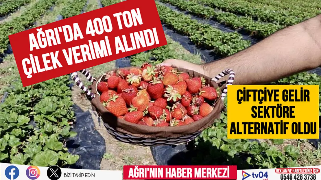 Ağrı'da toprakta hayat bulan çileklerden 1 yılda 400 ton verim elde edildi