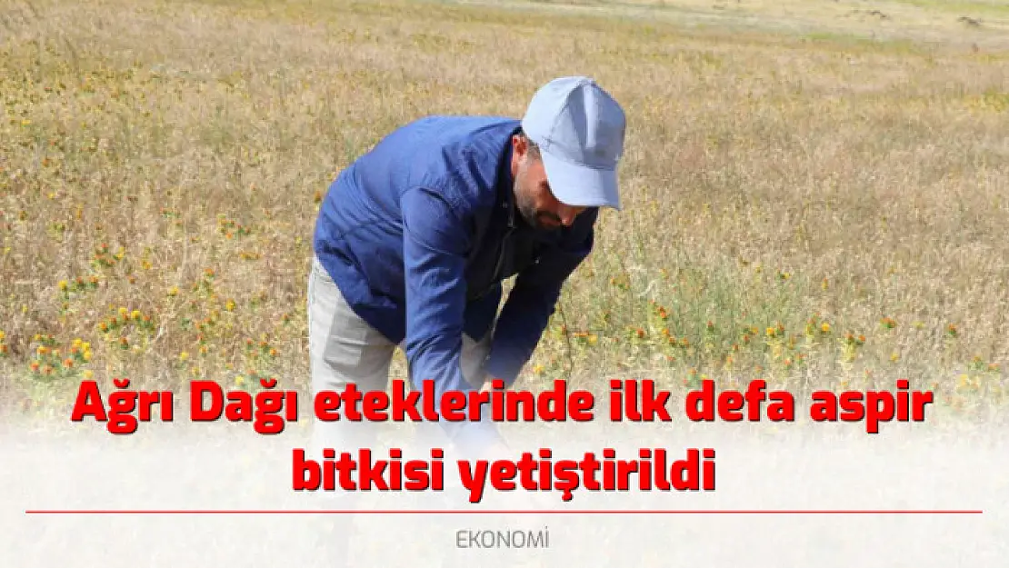 Ağrı Dağı eteklerinde ilk defa aspir bitkisi yetiştirildi