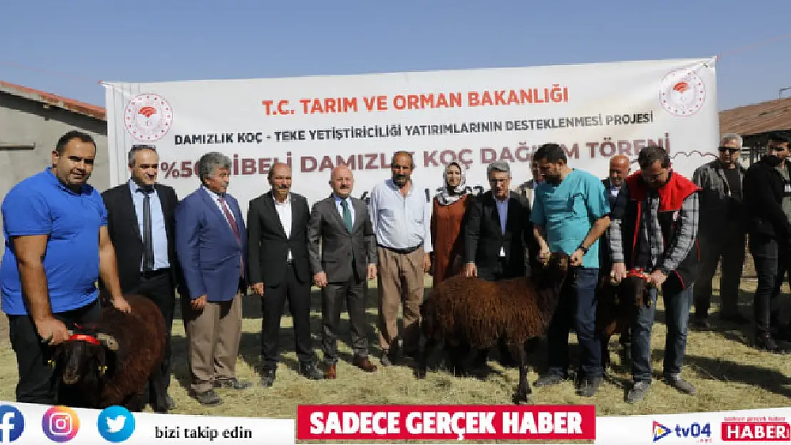 Ağrı'da 179 damızlık koç sahibine teslim edildi