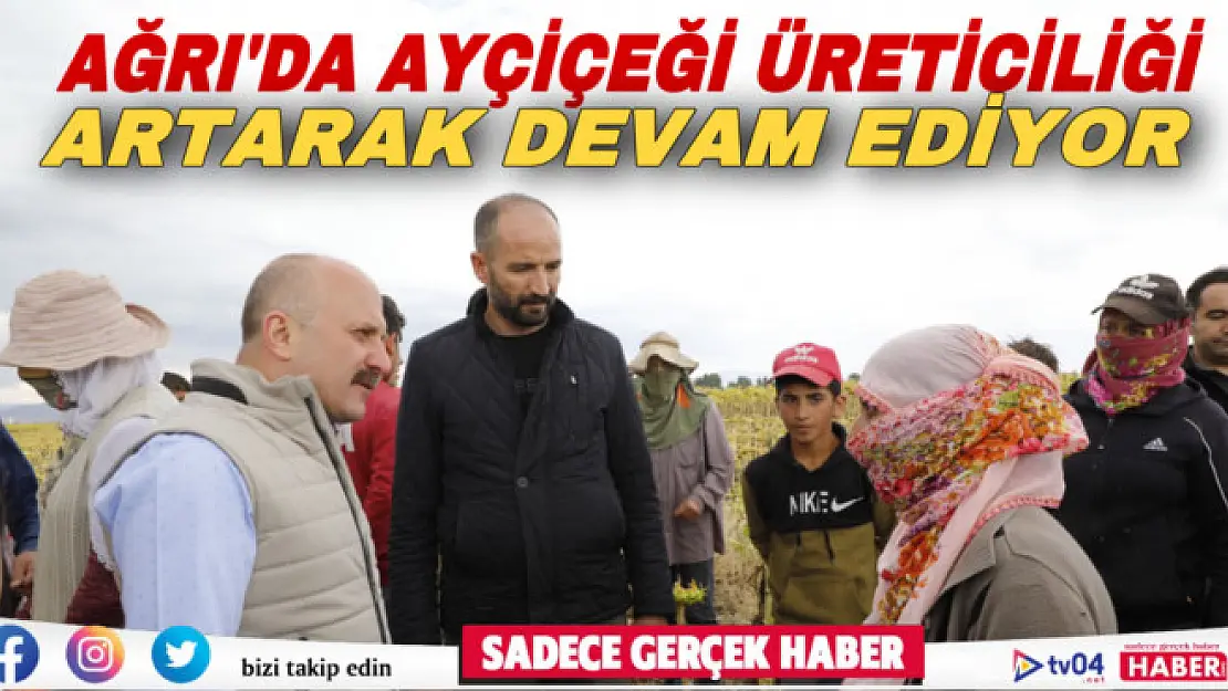 Ağrı'da ayçiçeği üreticiliği artarak devam ediyor