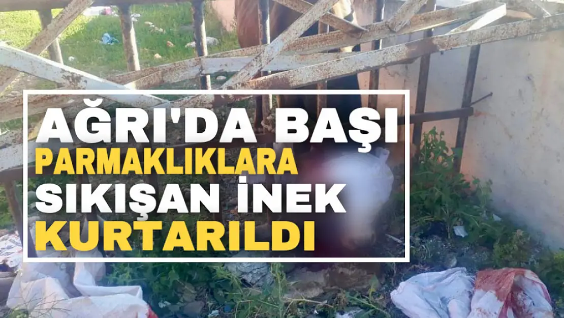 Ağrı'da başı demir korkuluklara sıkışan inek kurtarıldı