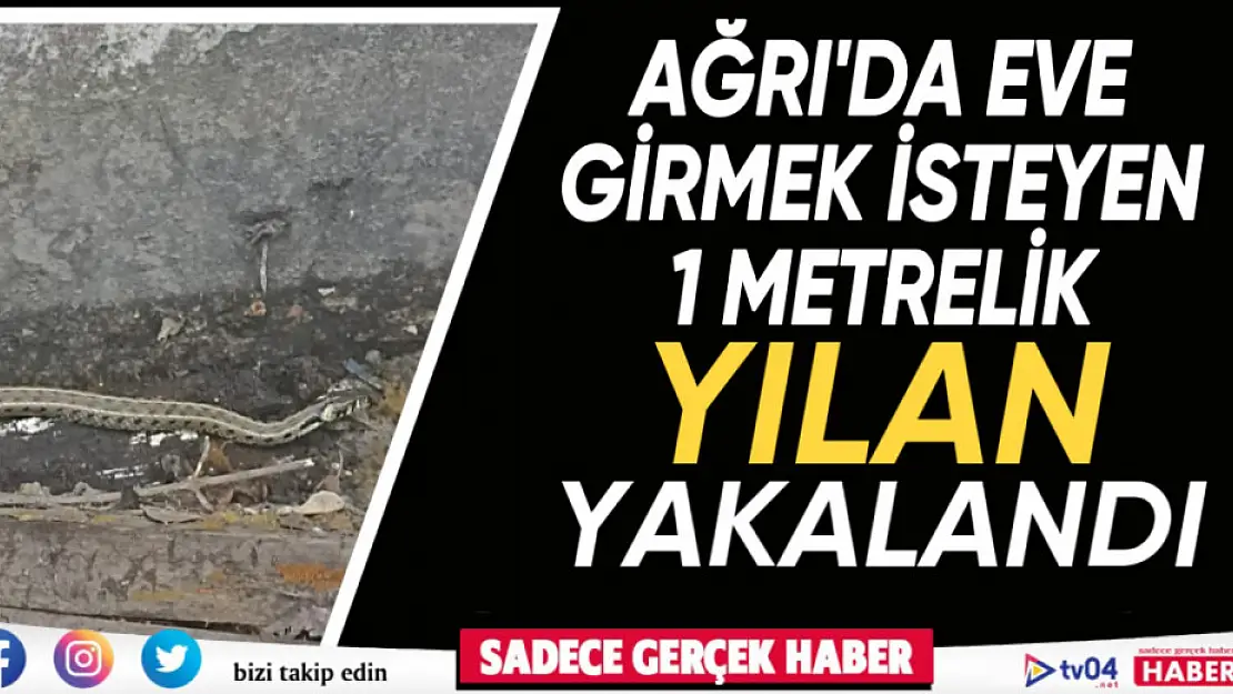 Ağrı'da eve girmek üzere olan 1 metrelik yılan yakalandı