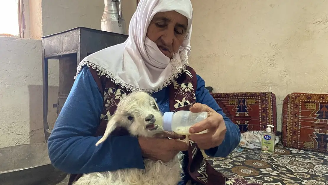 Ağrı'da Hafiye teyze annesi ölen kuzuyu eliyle besliyor