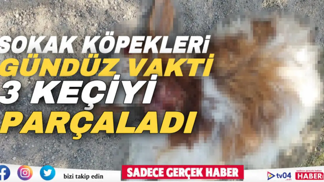 Ağrı'da sokak köpekleri 3 keçiyi gündüz vakti parçaladı