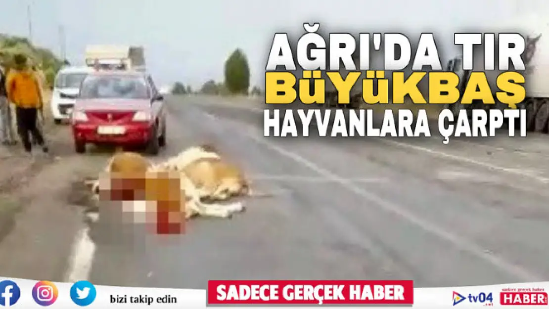 Ağrı'da tır yoldan geçen büyükbaş hayvan sürüsüne daldı