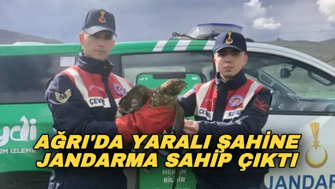 Ağrı'da yaralı şahine jandarma sahip çıktı