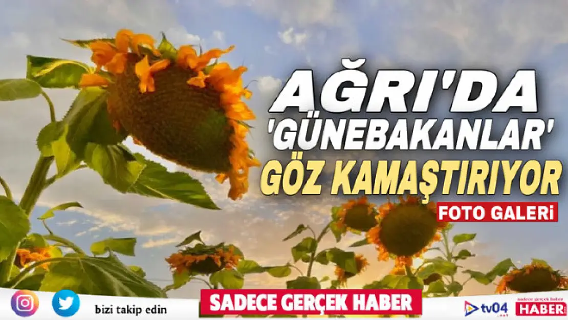 Ağrı'da yüzünü güneşe dönen 'Günebakanlar' göz kamaştırdı