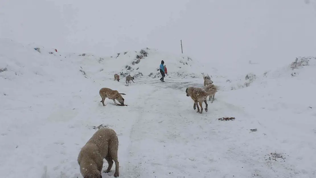 Muradiye Belediyesi sokak hayvanlarını yalnız bırakmıyor
