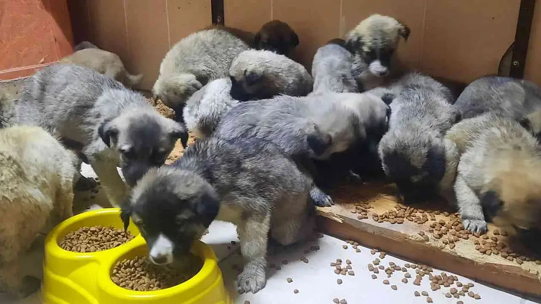 63 yavru köpek son anda ölümden kurtarıldı
