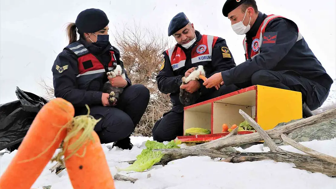 Tavşan Adası'nın uzun kulaklı sakinleri jandarma tarafından besleniyor
