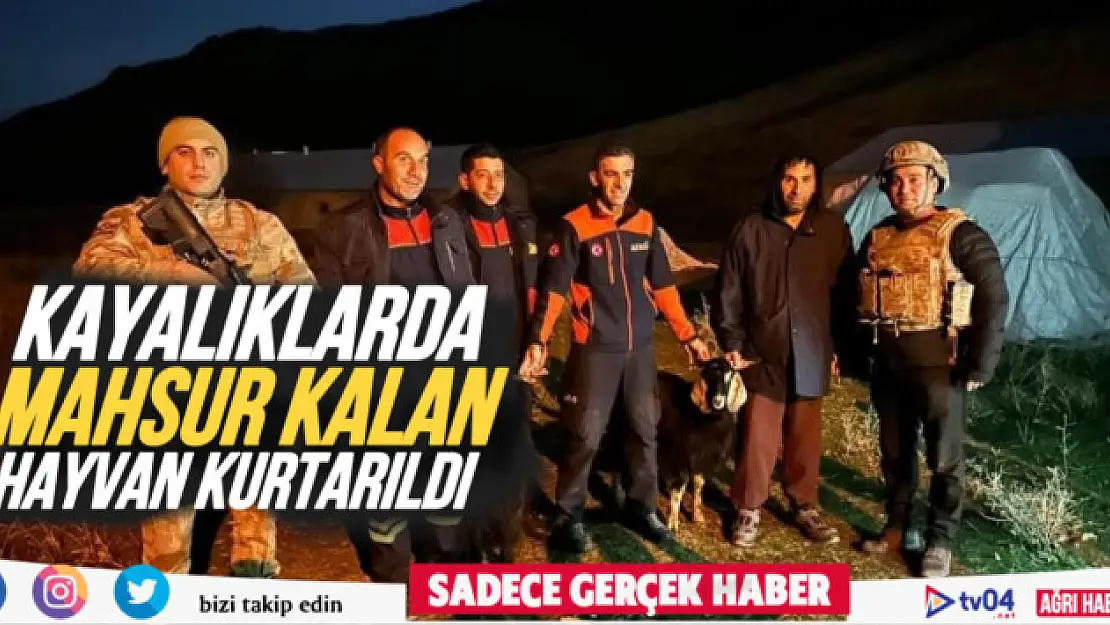 Kayalıklarda mahsur kalan hayvanlar kurtarıldı