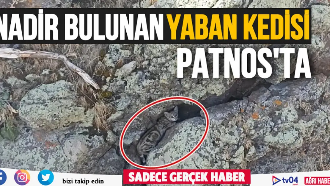 Nadir bulunan yaban kedisi Patnos'ta görüntülendi